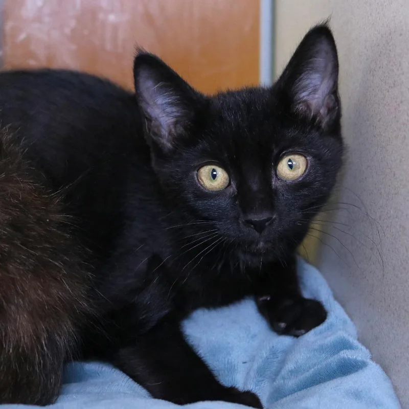 A baby small-sized female Black Domestic Short Hair cat named Treadmill for adoption in Rifle, CO
