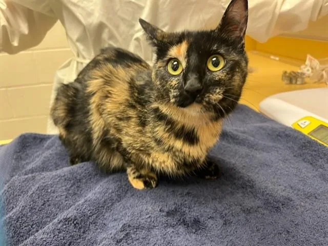 An adult medium-sized female Domestic Short Hair cat named Mischief for adoption in Colorado Springs, CO