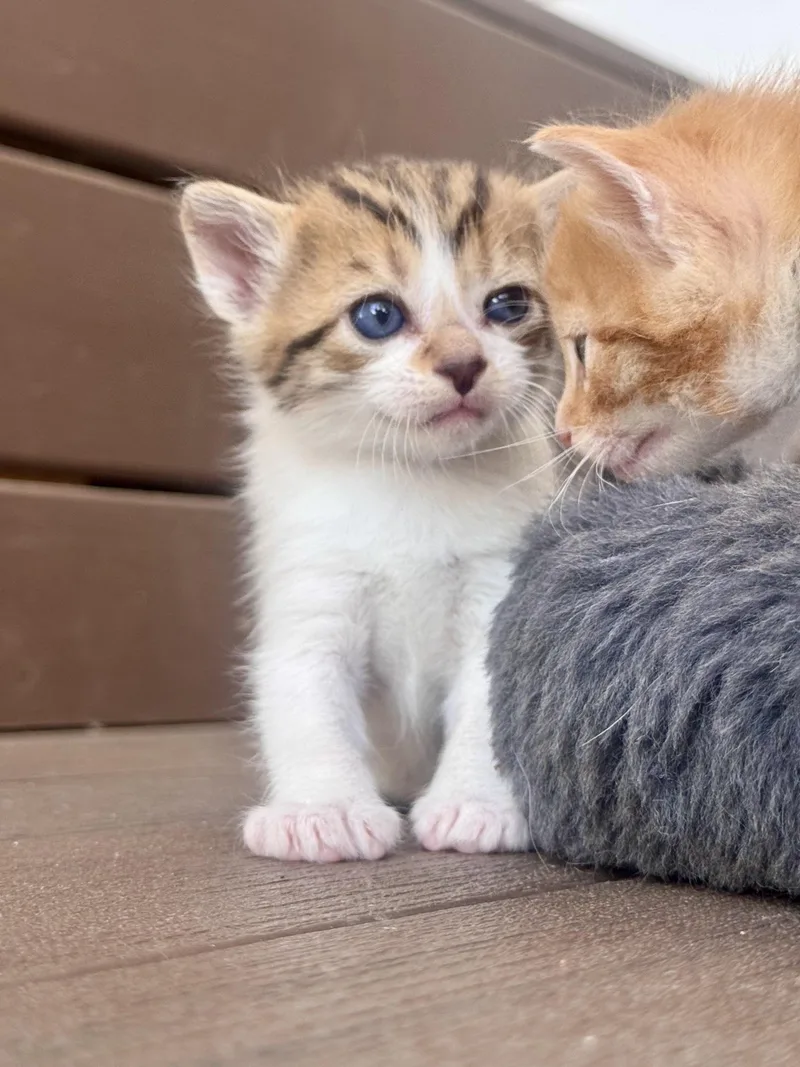 A baby small-sized female Domestic Short Hair cat named Dolly Parton for adoption in Davidson, NC