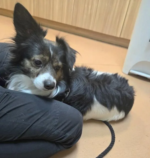 An adult small-sized male Cardigan Welsh Corgi dog named Manchas for adoption in Kennewick, WA