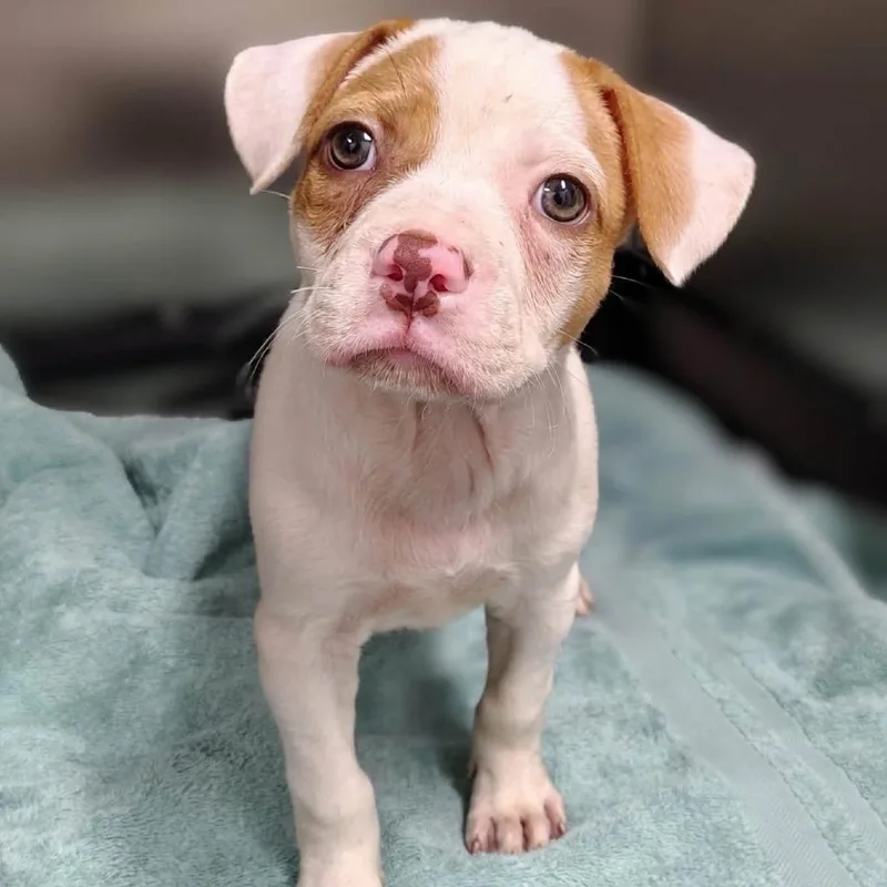 A baby medium-sized female White / Cream Pit Bull Terrier dog named Pira for adoption in Griswold, CT