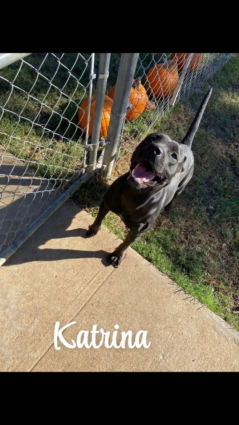 A young medium-sized female Staffordshire Bull Terrier dog named Katrina for adoption in Denison, TX