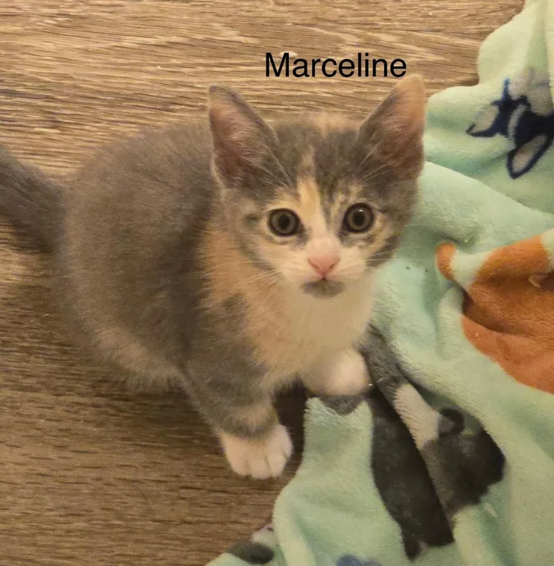 A baby medium-sized female Domestic Short Hair cat named Marceline for adoption in Spring, TX