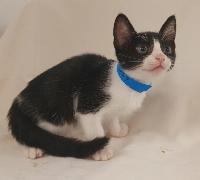 A baby small-sized male Domestic Short Hair cat named River for adoption in Los Angeles, CA