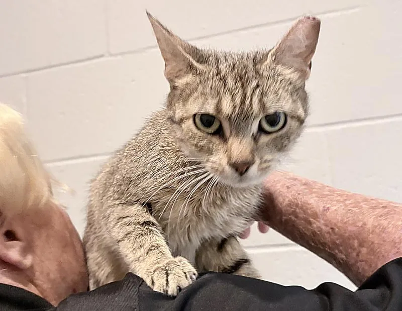 An adult medium-sized female Tabby (Brown / Chocolate) Domestic Short Hair cat named Hilda Izabel for adoption in Columbus, IN