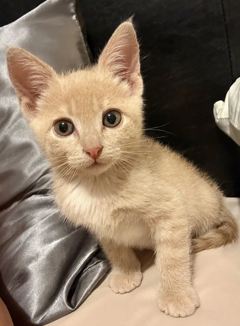 A baby medium-sized male Buff / Tan / Fawn Domestic Short Hair cat named Lollipop for adoption in San Jose, CA