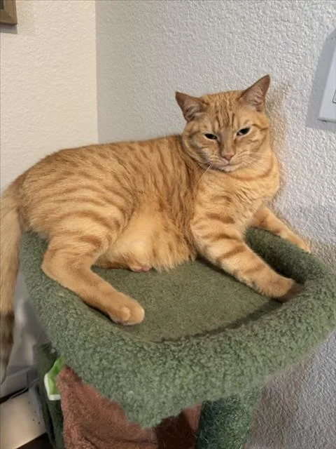 An adult medium-sized male Orange / Red Domestic Short Hair cat named Leo for adoption in Woodland, CA