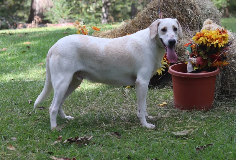 A young large-sized male White / Cream Labrador Retriever dog named Aspen for adoption in Hayden, AL