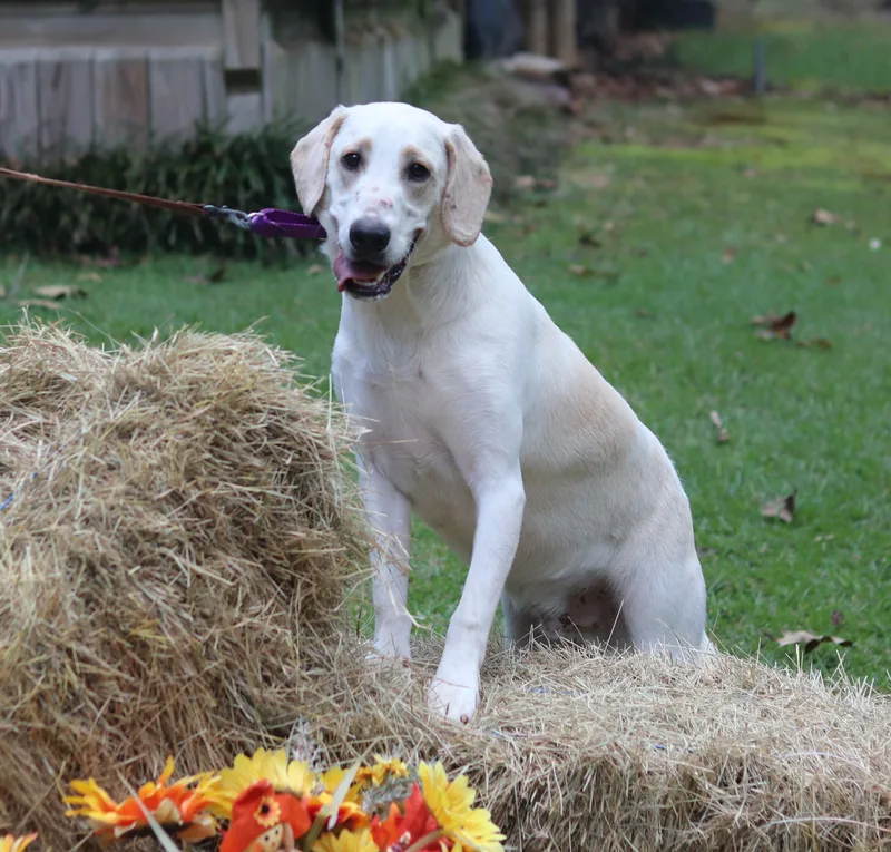 Aspen thumbnail 4