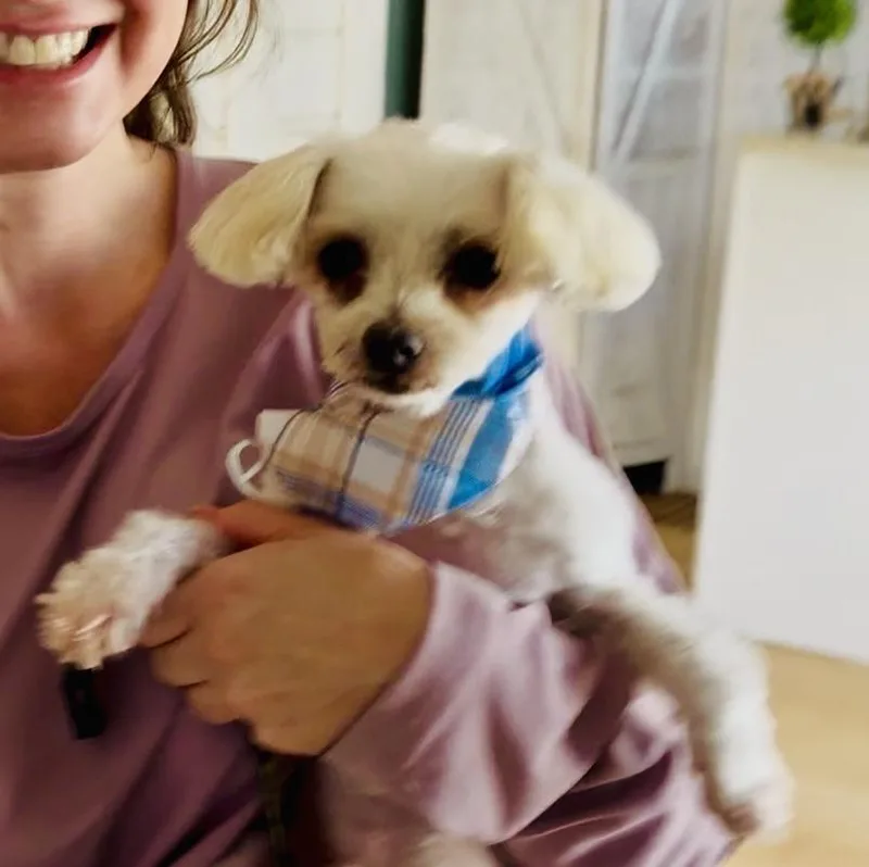 An adult small-sized male Maltese dog named TBone for adoption in Union Grove, WI