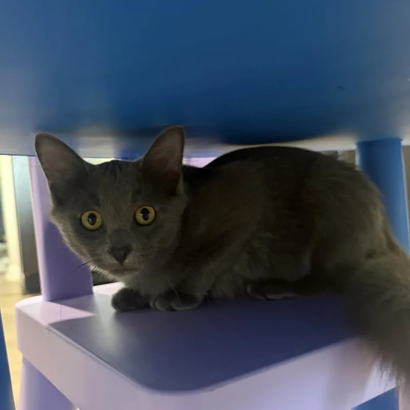 A baby small-sized male Gray / Blue / Silver Domestic Short Hair cat named Brisket for adoption in Baytown, TX