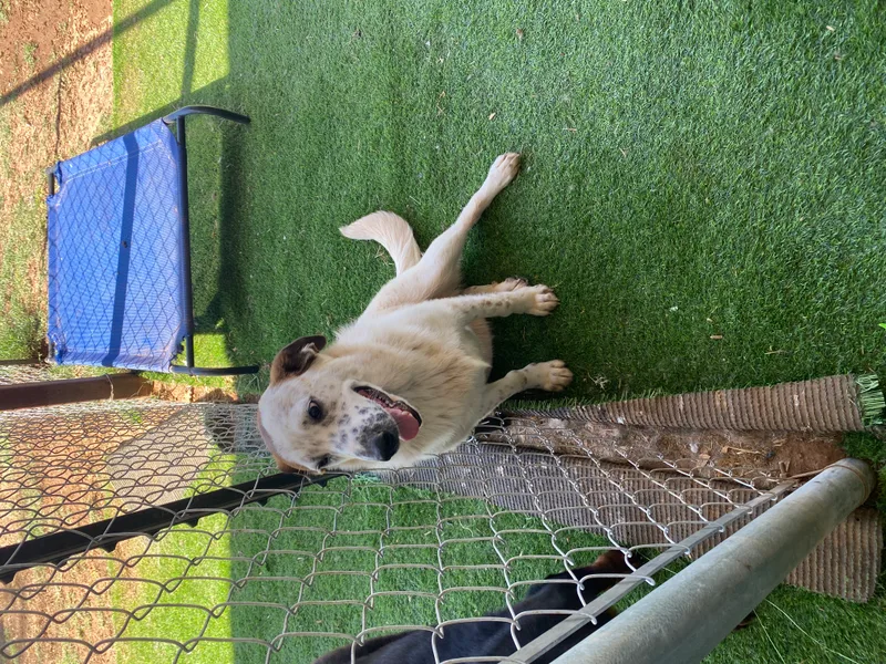 A young medium-sized female Labrador Retriever dog named Birch for adoption in Shallowater, TX