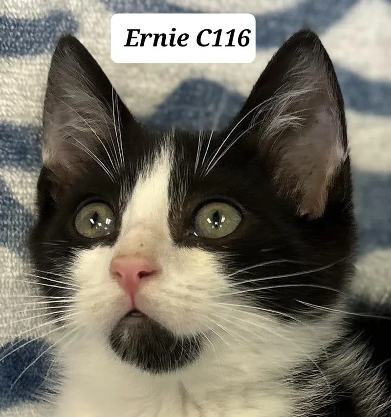 A young small-sized male Domestic Medium Hair cat named Ernie C for adoption in Morganton, NC