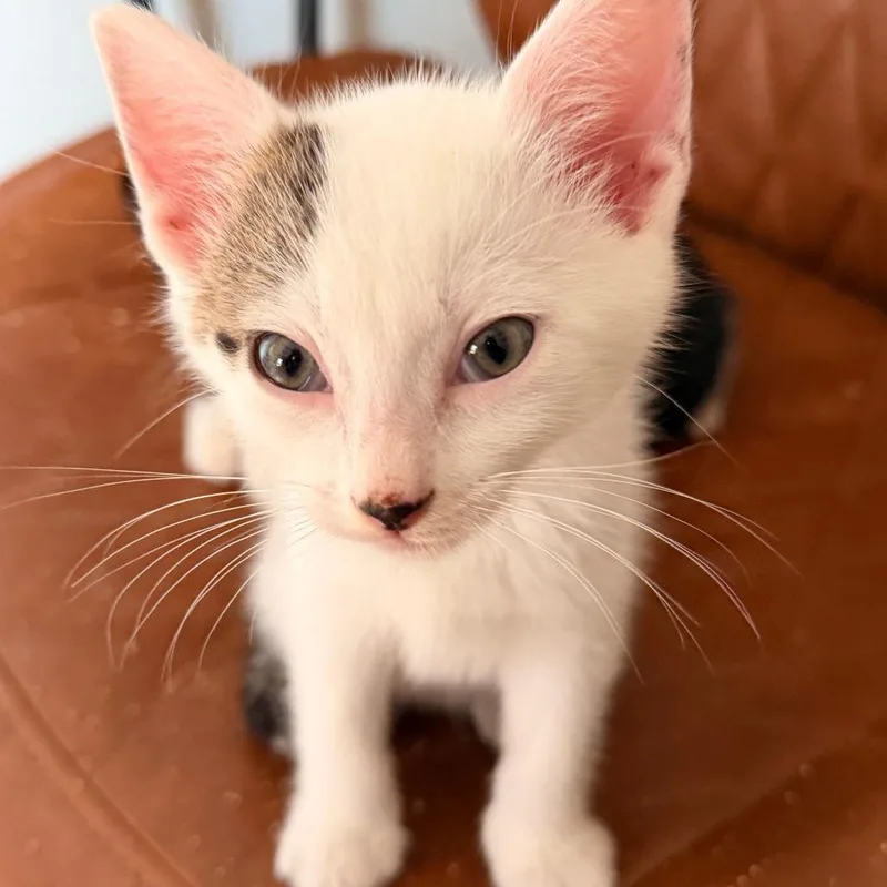 A baby small-sized male White Domestic Short Hair cat named Saiph for adoption in Houston, TX