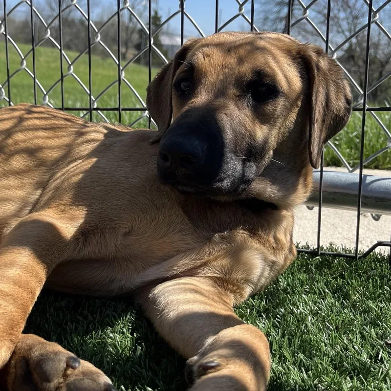 An adult medium-sized female Yellow / Tan / Blond / Fawn Black Mouth Cur dog named Sweetie for adoption in La Grange, KY
