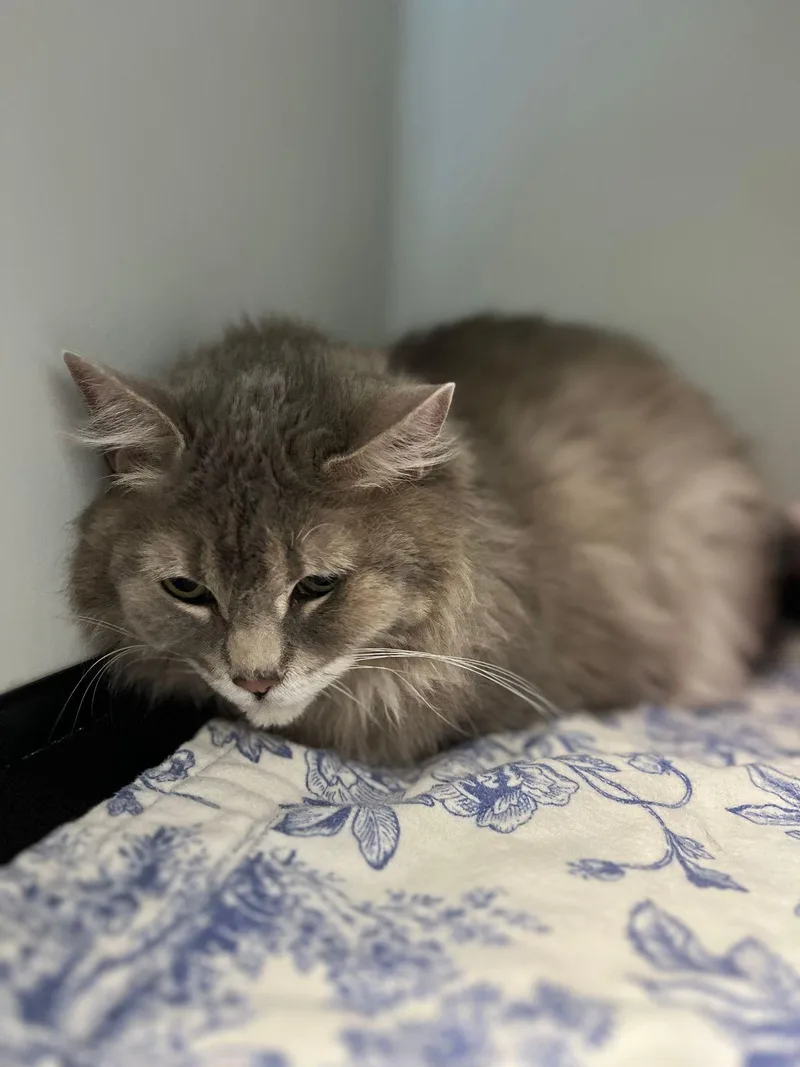 An adult large-sized female Domestic Short Hair cat named Lily for adoption in Kingman, AZ