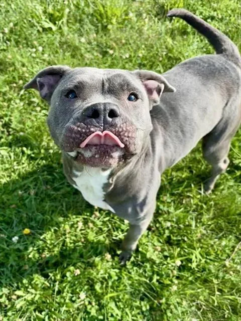 An adult large-sized female Pit Bull Terrier dog named Cake for adoption in Kalamazoo, MI