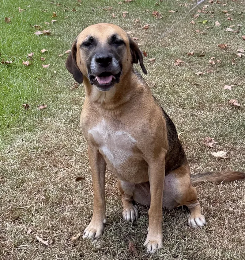 An adult medium-sized female Brown / Chocolate German Shepherd Dog dog named Sadie Adler for adoption in Slidell, LA