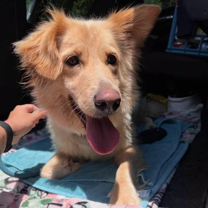 A young medium-sized female Yellow / Tan / Blond / Fawn Mixed Breed dog named Cherry for adoption in Jeffersonville, IN