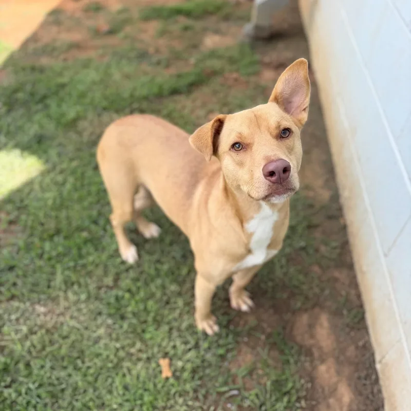 An adult medium-sized female Labrador Retriever dog named Mika for adoption in Summerdale, AL