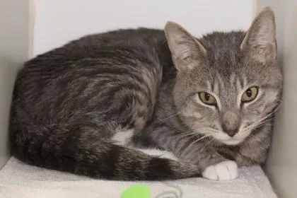 An adult medium-sized male Domestic Short Hair cat named Westman for adoption in West Chester, PA