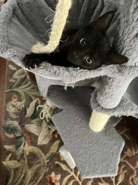 A baby medium-sized female Black Domestic Short Hair cat named Seed for adoption in Orlando, FL