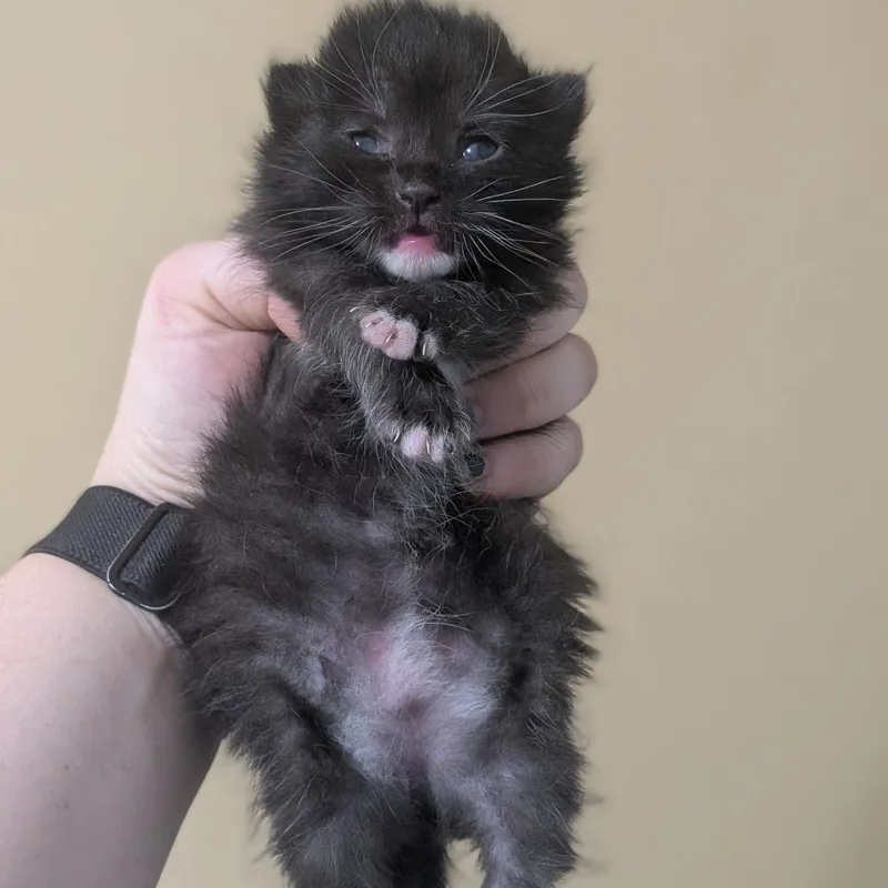 A baby small-sized male Black Domestic Short Hair cat named Norfolk for adoption in Brownsboro, AL
