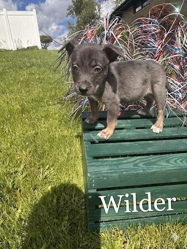 Wilder