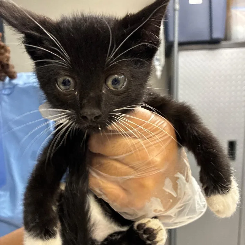 A baby small-sized female Black Domestic Short Hair cat named Batalina for adoption in Newark, NJ