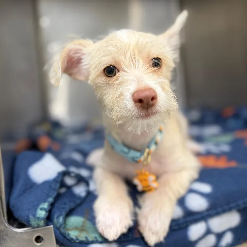 A baby small-sized male White / Cream Chihuahua dog named Bruiser for adoption in Laredo, TX