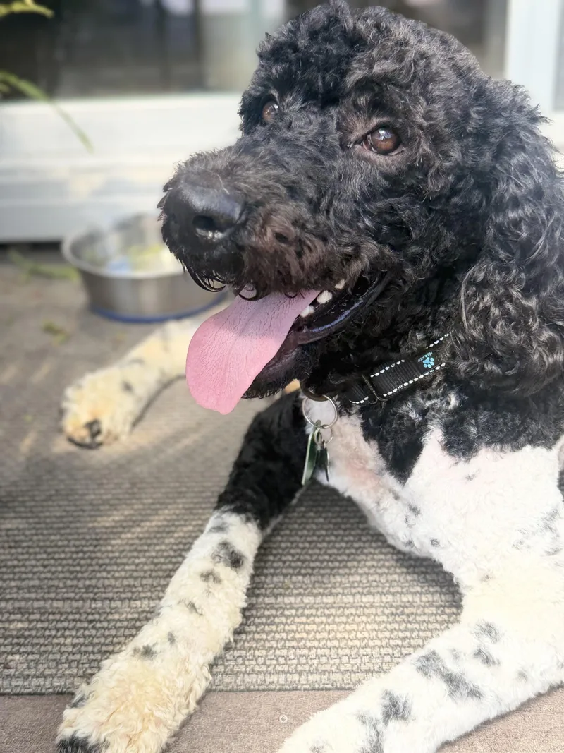 A young medium-sized male Harlequin Labradoodle dog named Cargo for adoption in Sunset Beach , CA