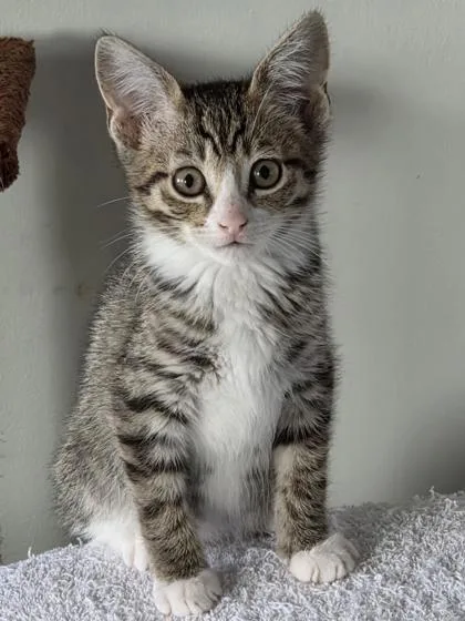 A baby medium-sized female Black Domestic Short Hair cat named Peony for adoption in Wichita, KS