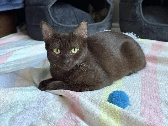 A young medium-sized female Domestic Medium Hair cat named Mocha & Latte for adoption in San Jose, CA