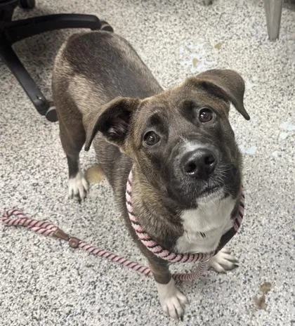 An adult large-sized female Mixed Breed dog named Lila for adoption in West Chester, PA