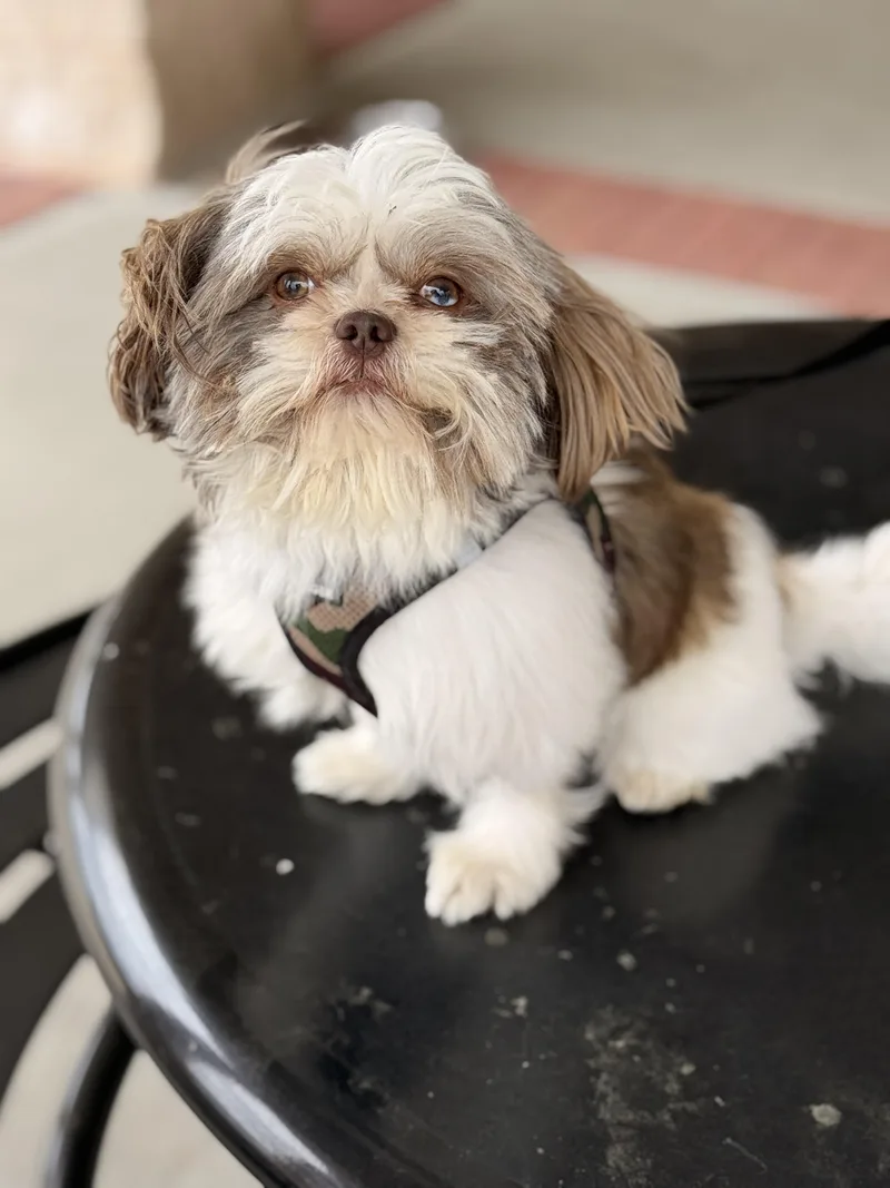 A young small-sized male White / Cream Shih Tzu dog named Danny for adoption in Long Beach, NY