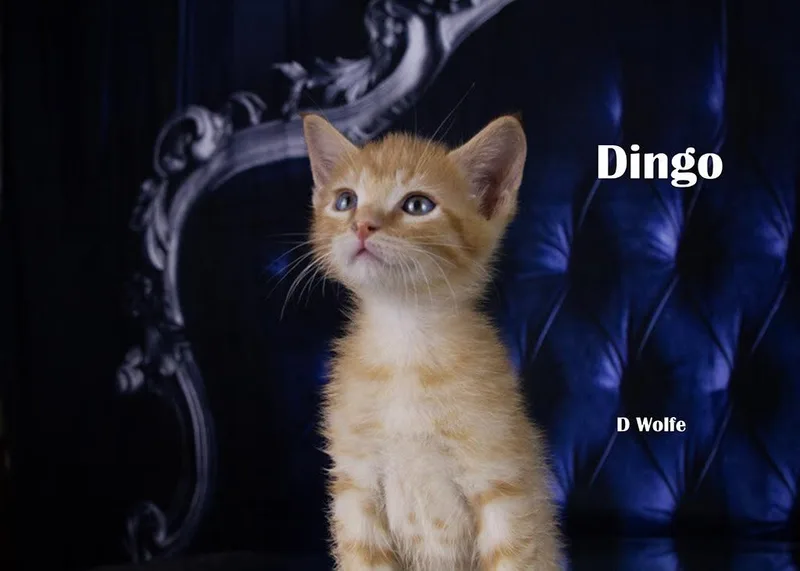 A baby medium-sized male Orange / Red Domestic Short Hair cat named Dingo for adoption in York, NE
