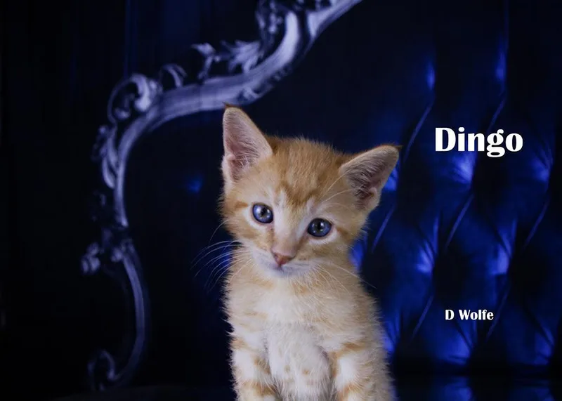 Dingo thumbnail 2