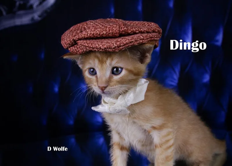 Dingo thumbnail 3