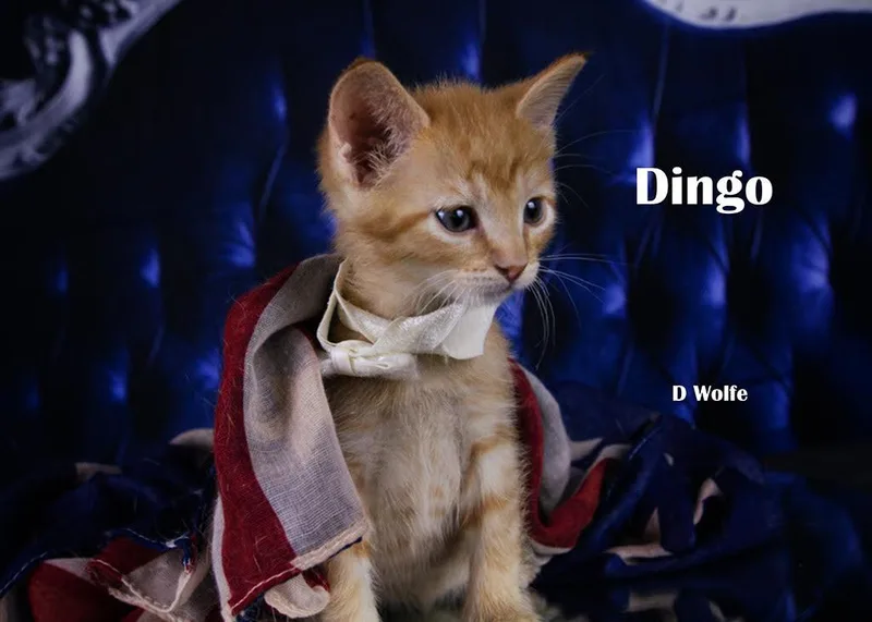 Dingo thumbnail 4
