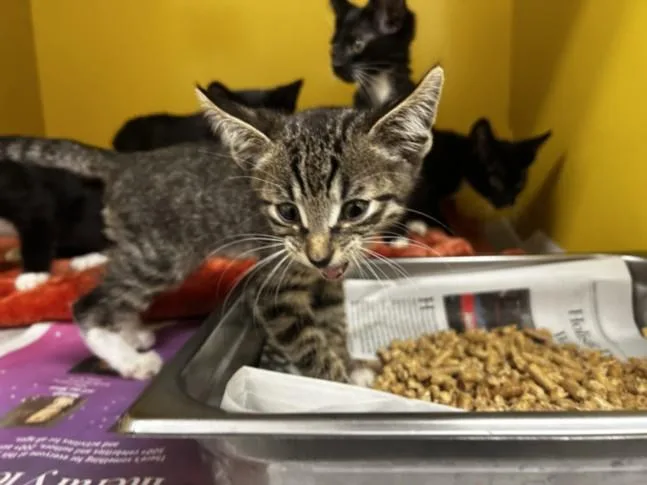 A baby small-sized male Domestic Short Hair cat named Cheese Wizard for adoption in Los Angeles, CA