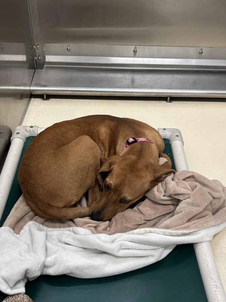 An adult medium-sized female Brown / Chocolate Redbone Coonhound dog named Roxanne for adoption in Kalamazoo, MI