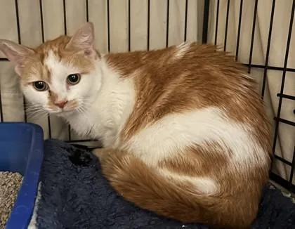 An adult small-sized female Domestic Short Hair cat named Peaches for adoption in Phoenix, AZ