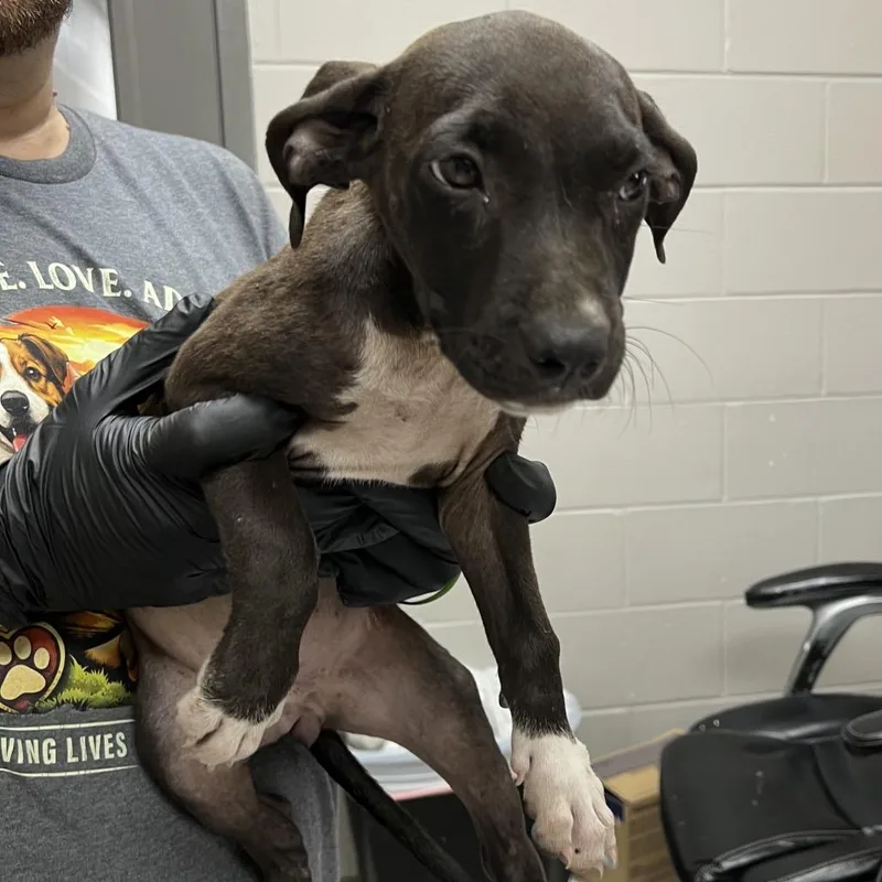 A baby medium-sized female Black Mixed Breed dog named Edsel for adoption in Lufkin, TX