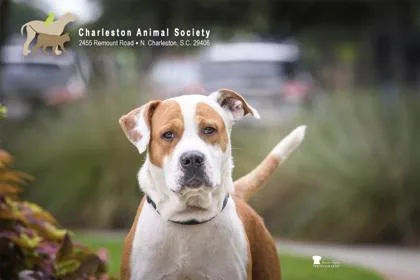 An adult large-sized male American Staffordshire Terrier dog named A Duke Hastings for adoption in North Charleston, SC