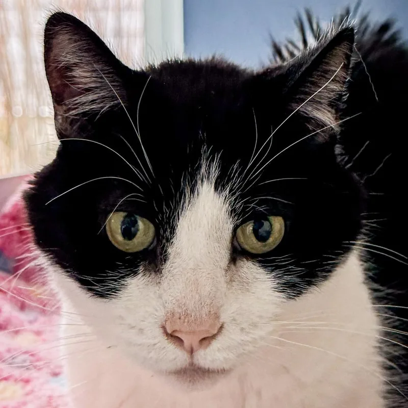 A senior medium-sized male Black Domestic Short Hair cat named Cosmo Bonded W Catty for adoption in Kennebunk, ME