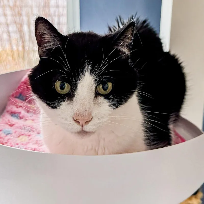 Cosmo Bonded W Catty thumbnail 3