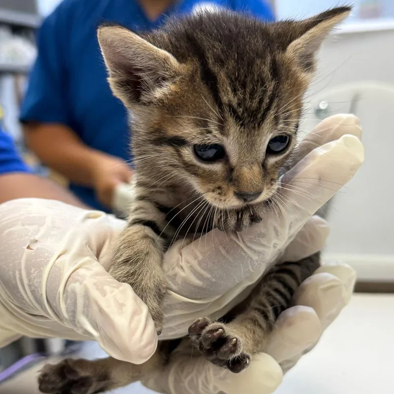 A baby small-sized male Domestic Short Hair cat named Crackle for adoption in Corpus Christi, TX