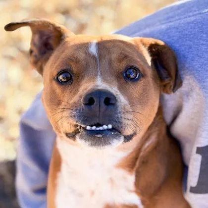 An adult medium-sized male Yellow / Tan / Blond / Fawn Mixed Breed dog named Finn for adoption in Tacoma, WA