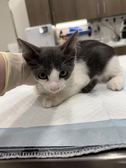 A baby small-sized male Domestic Short Hair cat named Tomato for adoption in Baytown, TX