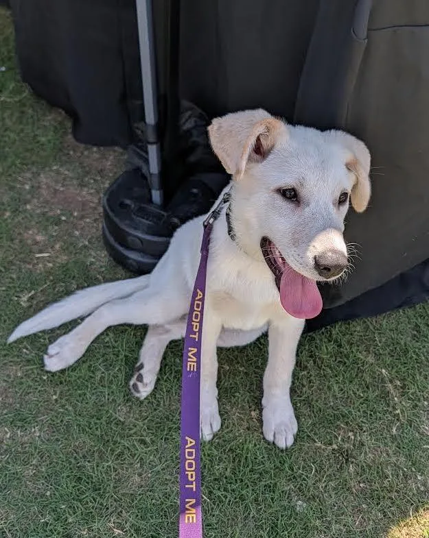 A baby large-sized male Great Pyrenees dog named Mongo for adoption in Garland, TX
